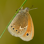 Okáč stříbrooký - Coenonympha tullia (Müller, 1764 )